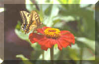 butterfly.jpg 